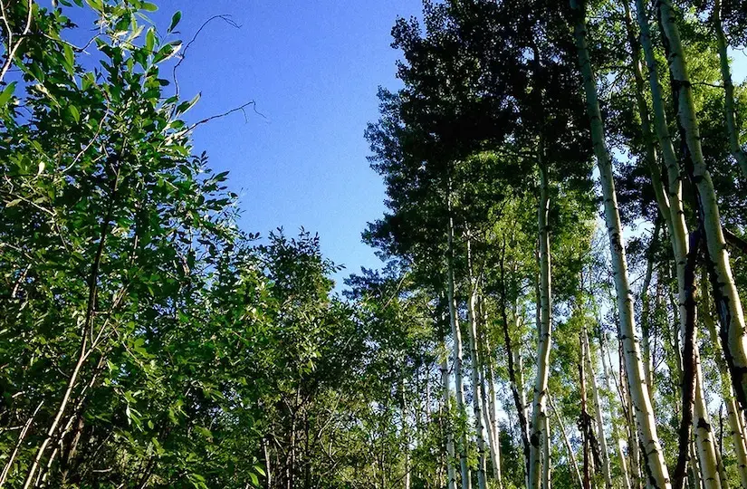 trees
