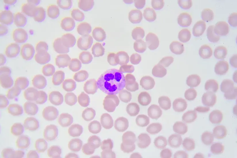 neutrophil cell