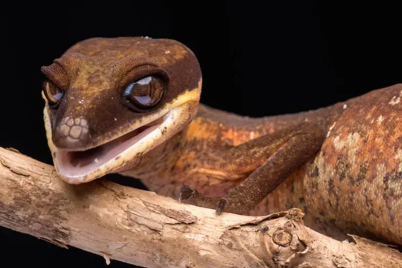 gecko