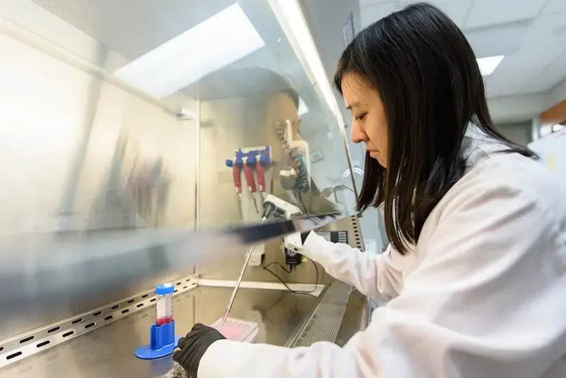 grad student Angie Xie working with stem cells
