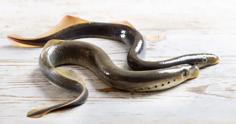 two lampreys