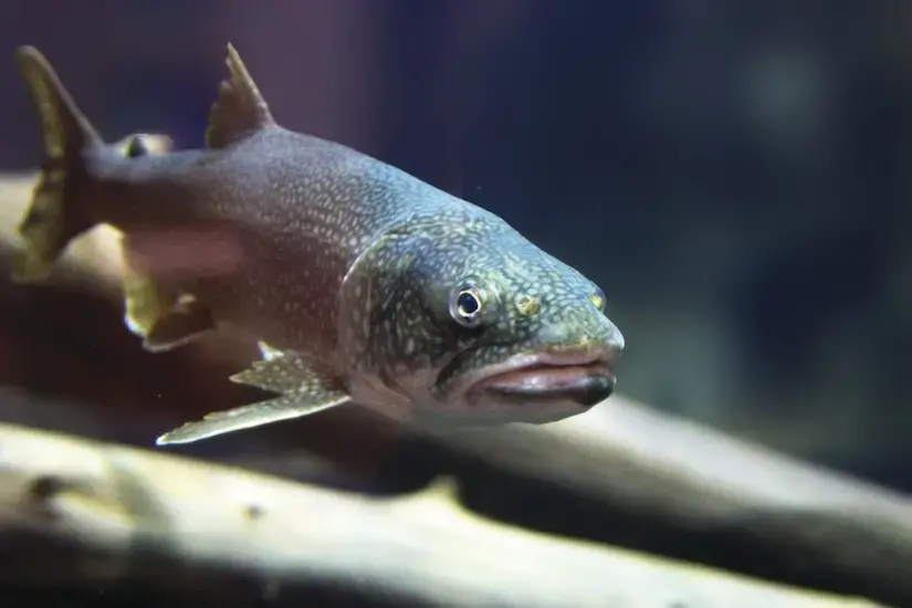 lake trout