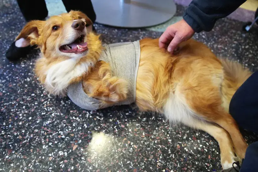 Louie the Dog