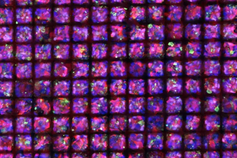 Human pluripotent stem cell-derived photoreceptors