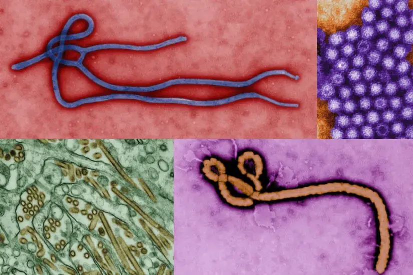 virus