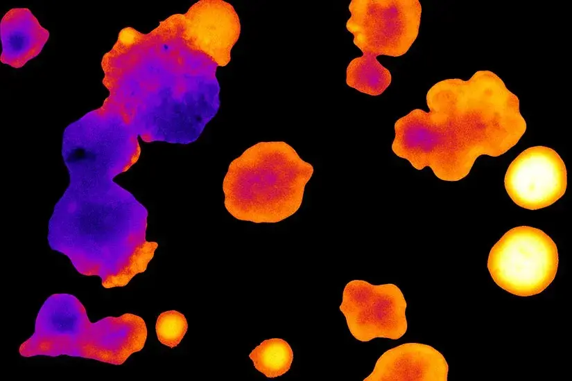 one-photon redox imaging