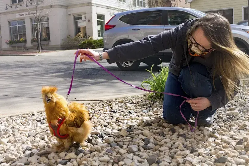 Kristen Cooley with rooster