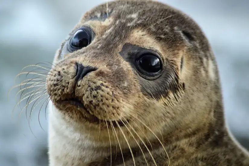 A seal