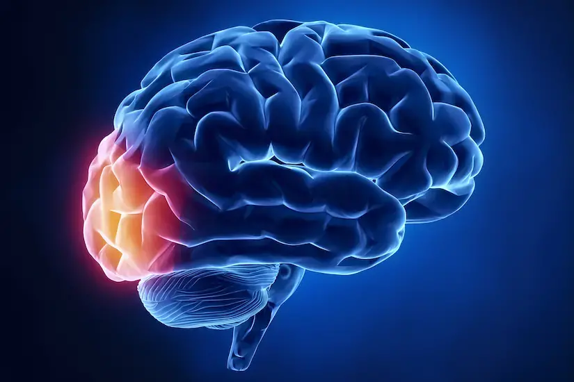brain