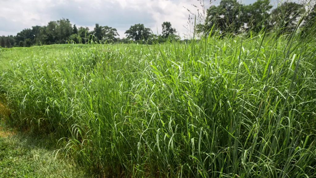 switchgrass