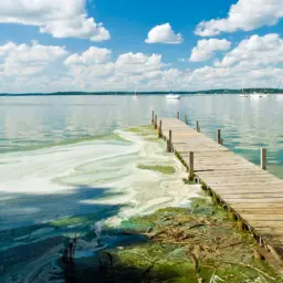 Algae blooms