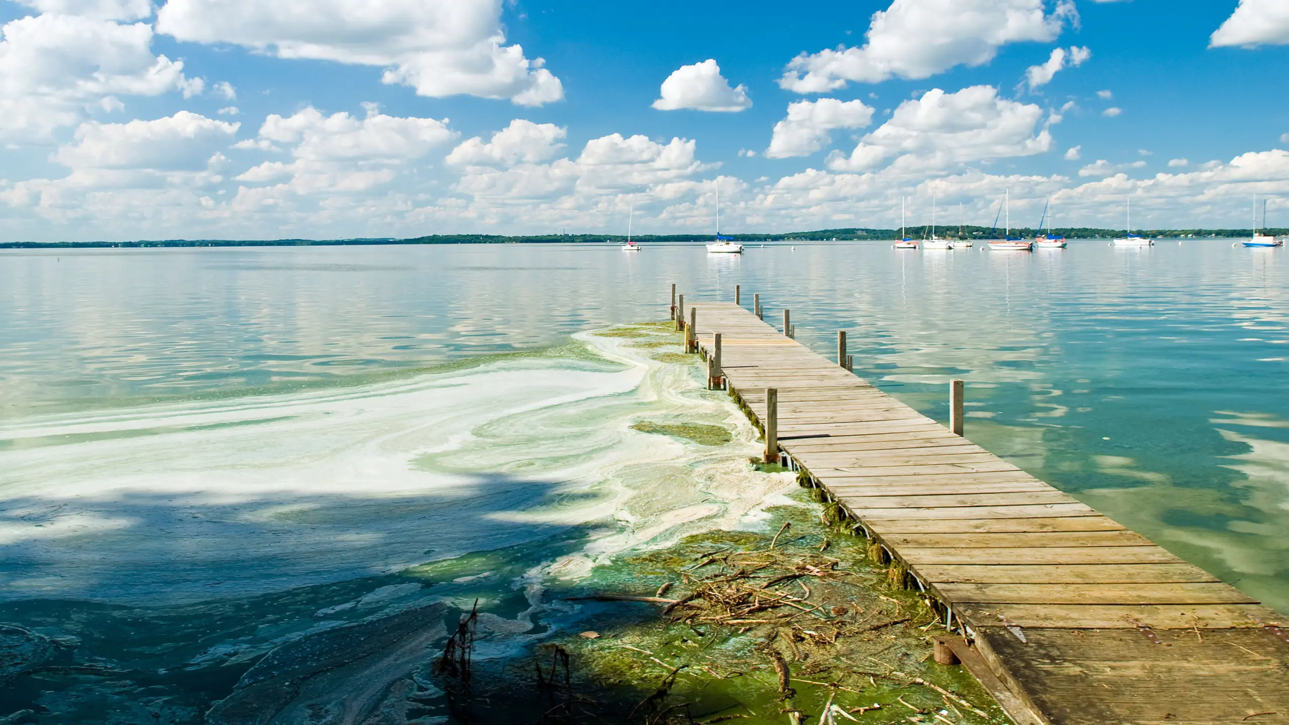 Algae blooms