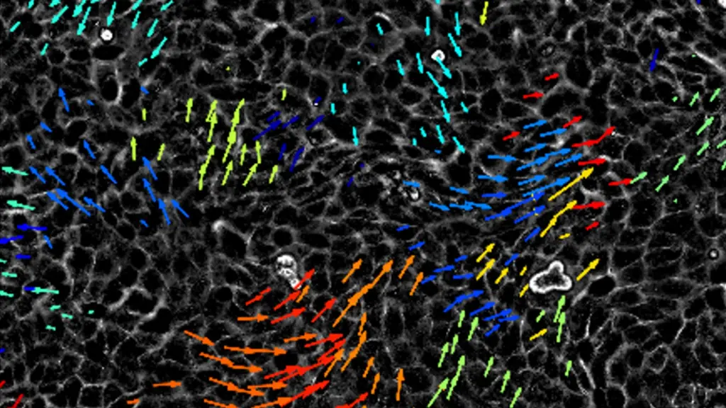 Notbohm cell velocities packs