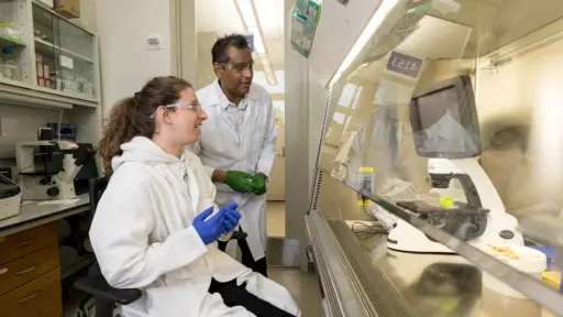 Krishanu Saha reviews cells in his laboratory with a student