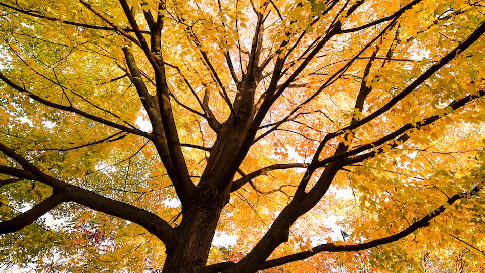 a maple tree on the UW-Madison campus