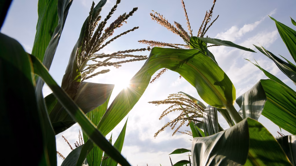 Corn field