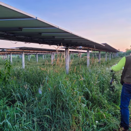 agrivoltaics system among solar panel arrays