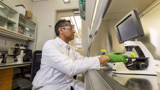 Professor Krishanu Saha works in his lab