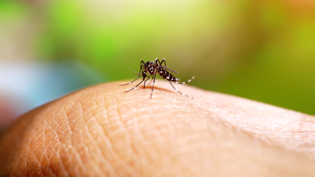 mosquito sucking blood